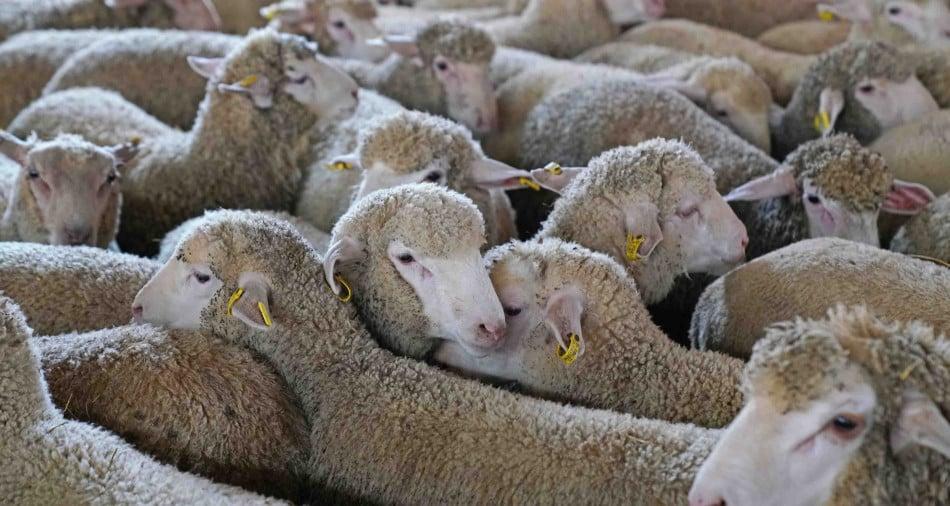 ملف دعم الأغنام.. تحرك مرتقب للأغلبية لإنهاء الخلاف البرلماني حول لجنة تقصي الحقائق
