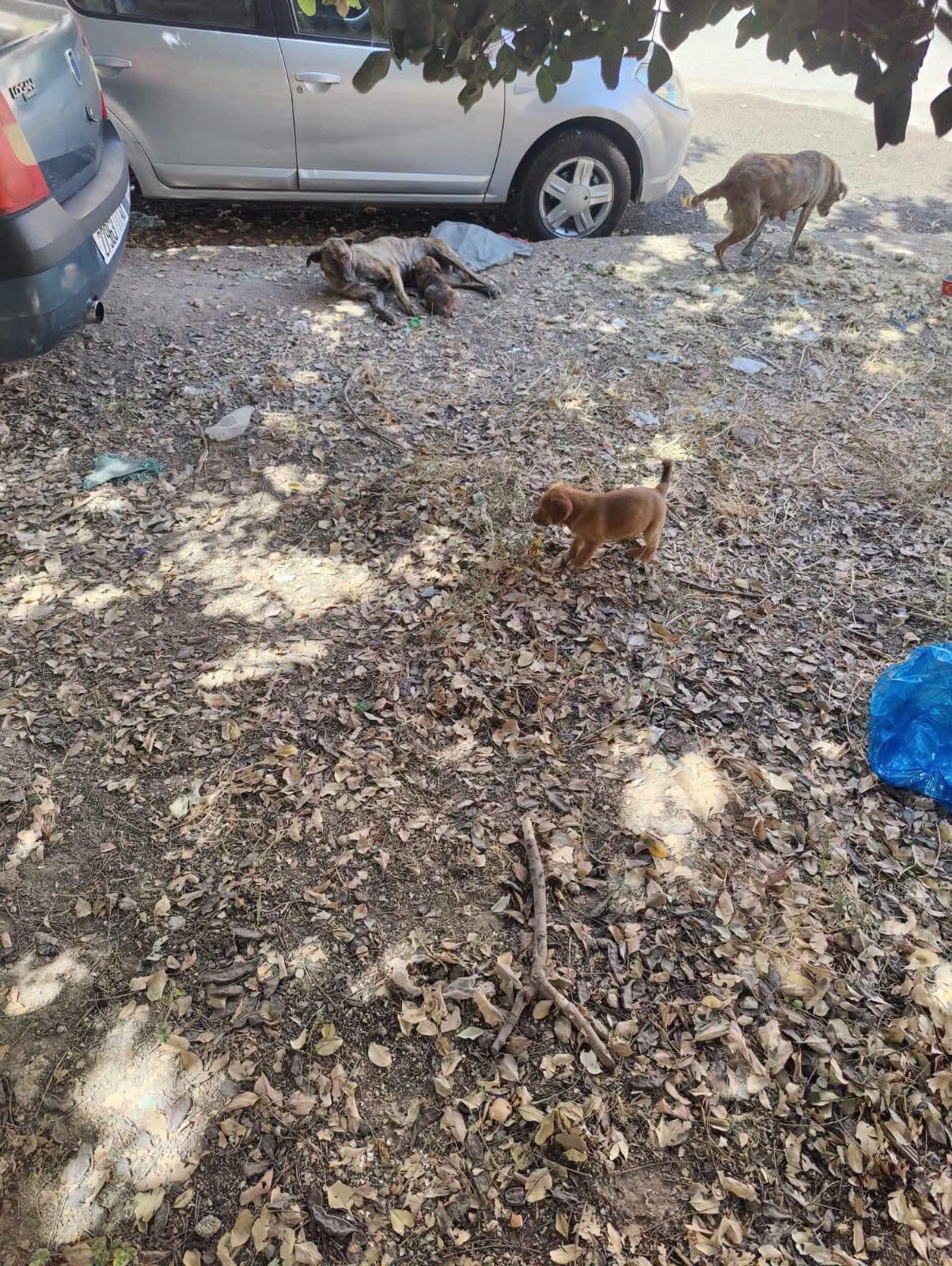 فاس..كلاب ضالة تحاصر محيط مسجد العنبرة بزواغة العليا والساكنة تطالب بتدخل عاجل