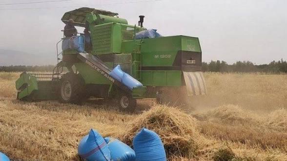 موسم الحصاد يضاعف معاناة الفلاحين وسط مطالب بالرقابة