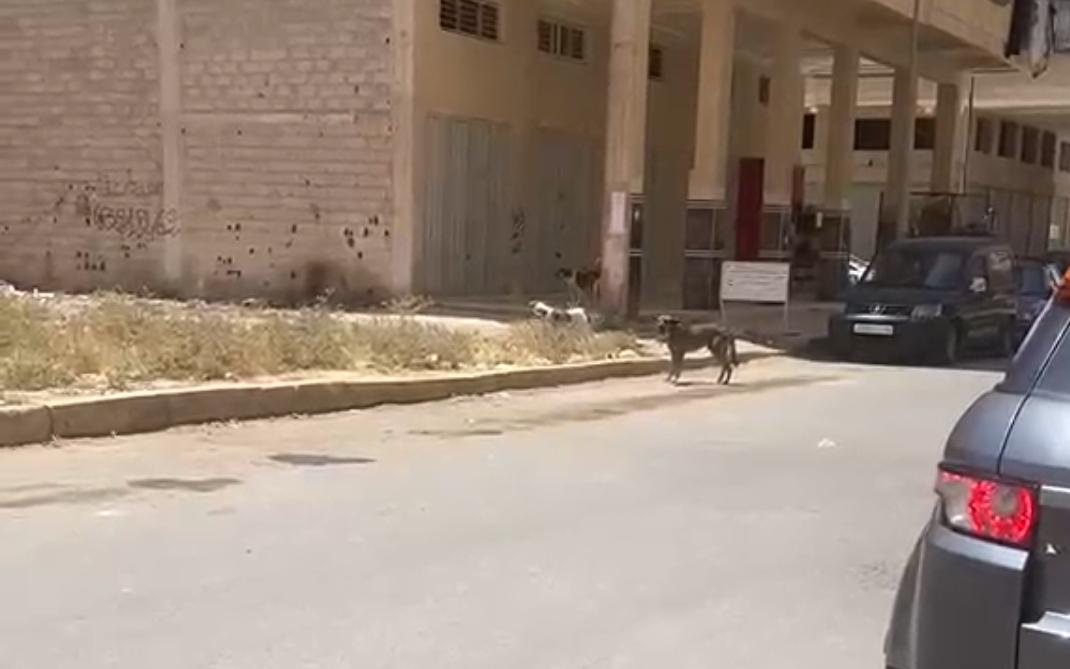 فاس..الكلاب الضالة تهدد سلامة ساكنة حي الرياض بسايس ومطالب بالتدخل