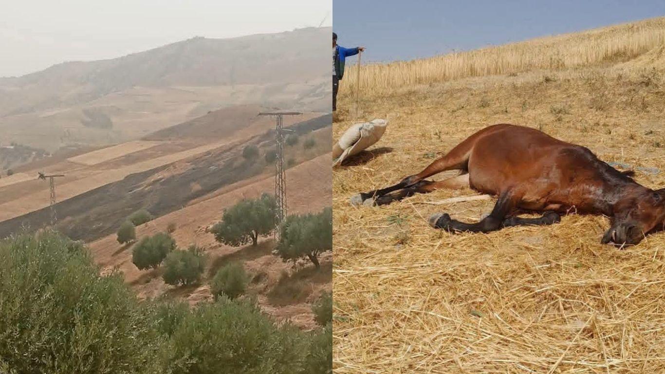 تازة..سلك كهربائي يتسبب في حريق و يلتهم حقلا زراعيا و ينهي حياة حصان