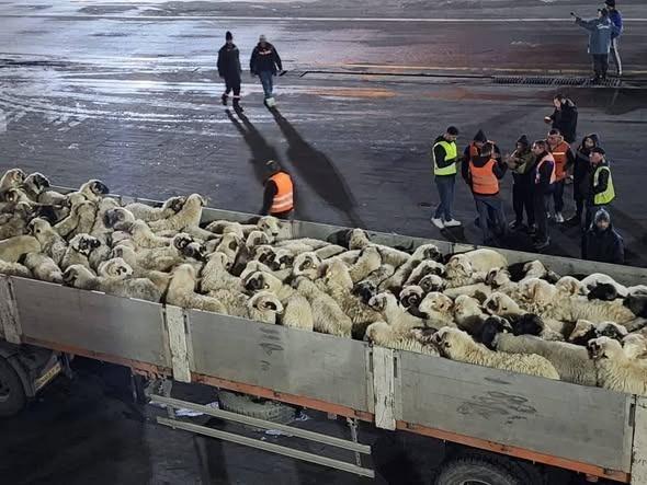 وزارة الفلاحة تدرس استيراد الأغنام من أوروبا لكبح جماح أسعار اللحوم