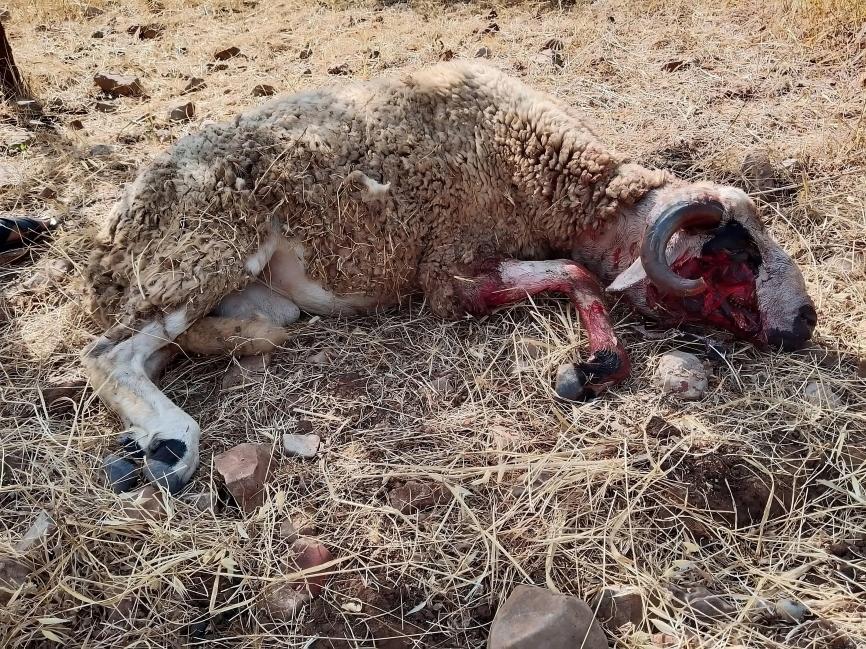 تازة..كلاب ضالة تهاجم قطيعا للأغنام بجماعة الصميعة و تتسبب في نفوق عدد منها